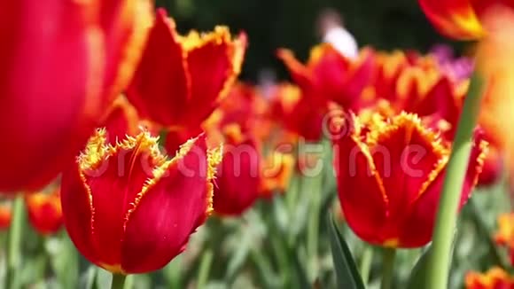 盛开在花圃里的红色郁金香春季背景视频的预览图
