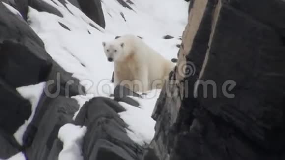 白色的海熊在一个荒凉的冰原的斯皮茨伯根雪视频的预览图