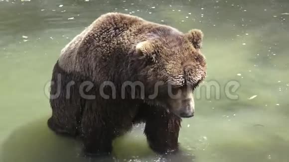 棕熊在水里棕熊的肖像视频的预览图