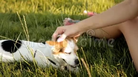 精彩的女孩正坐在公园的草坪上熨她的狗视频的预览图