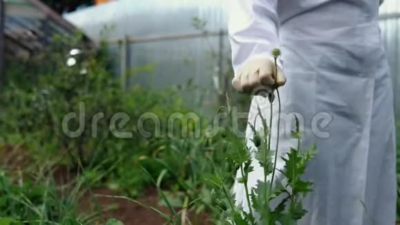 一位女性实验室助理检查谷物是否有黑穗病视频的预览图