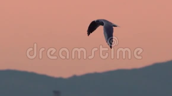 日落时海鸥飞过海面美丽自然度假室外拍摄夏季视频的预览图