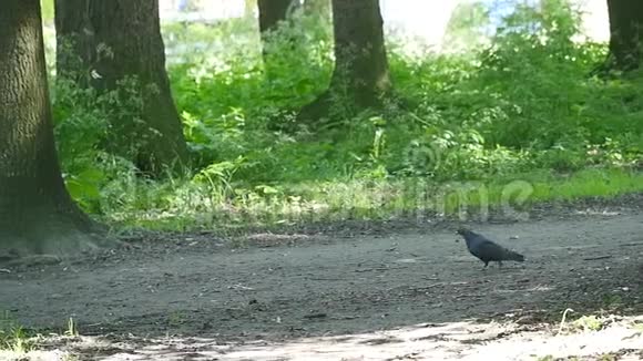 鸽子在公园的绿草上行走美丽的鸽子公园草地上的鸽子视频的预览图