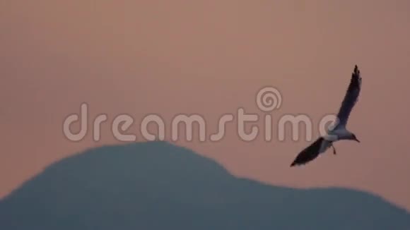 夕阳下孤独的白海鸥飞过平静的海面海鸟飞过海岸黑暗的树木高山视频的预览图