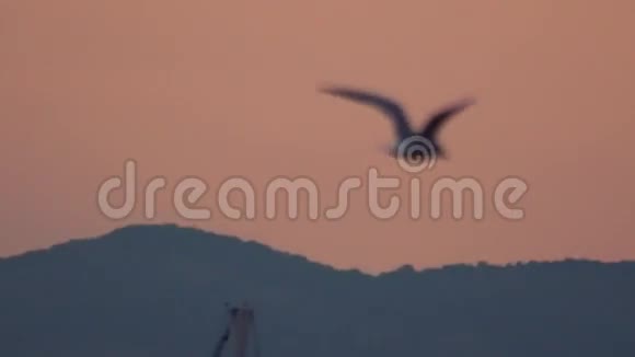 令人惊叹的夜晚橙色天际线和孤独的海鸥飞行夏日的傍晚纯净的自然视频的预览图