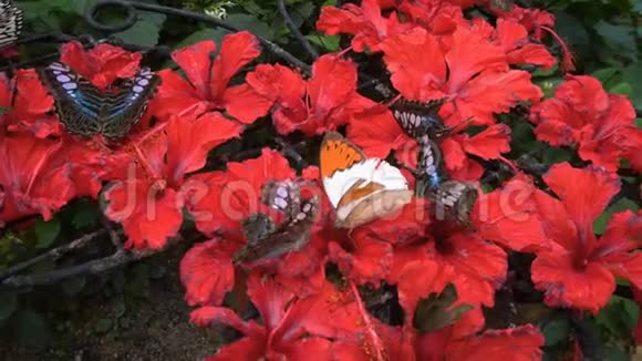 蝴蝶在动物园吃花蜜视频的预览图