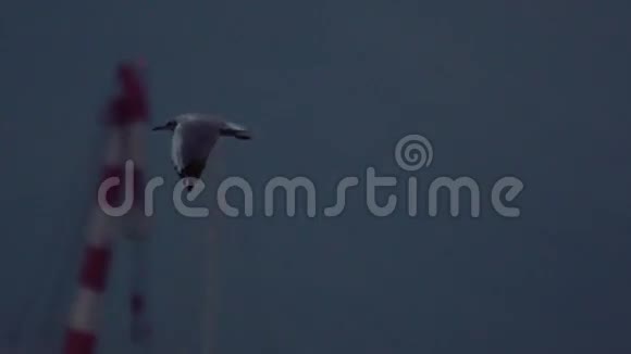 傍晚时分单只海鸥环海飞行海鸥在橙色的天空中飞翔黄昏的天空游艇视频的预览图