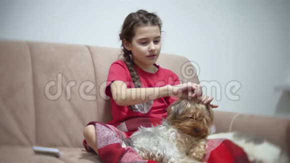 那个女孩正在梳理狗为宠物在室内做发型的女婴约克郡犬视频的预览图