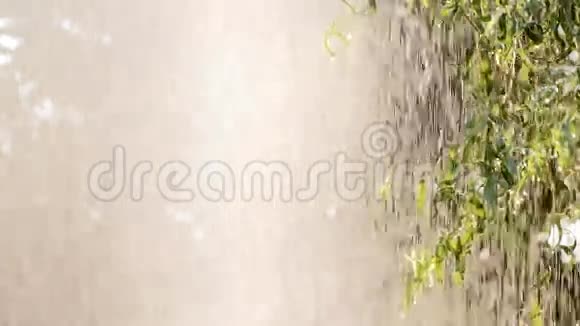 温暖的夏雨和庭院里的阳光杨柳叶视频的预览图
