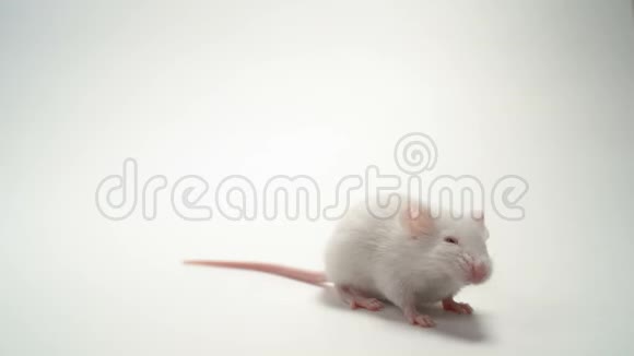白色实验室小鼠白化特写白色背景视频的预览图