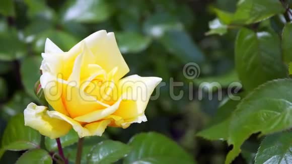 阳光明媚的天气里美丽的黄色玫瑰视频的预览图