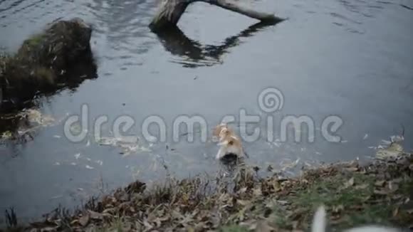 两只狗在湖里游泳视频的预览图