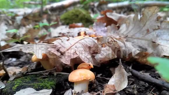 一个采野蘑菇的人视频的预览图