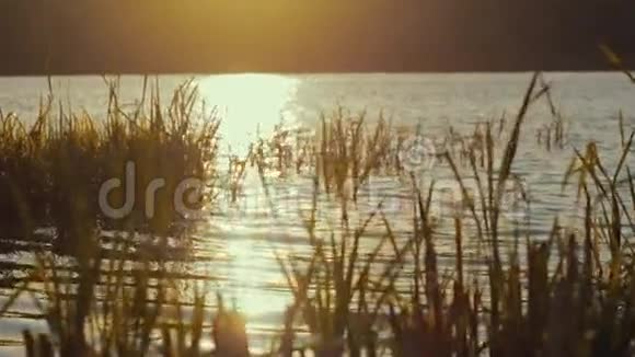 平静的湖水芦苇在灿烂的夕阳下自然之美纯粹的自然室外射击视频的预览图