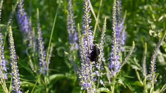 维罗妮卡隆尼菲利亚蜜蜂在花上田野里的野花视频镜头静态摄像机视频的预览图