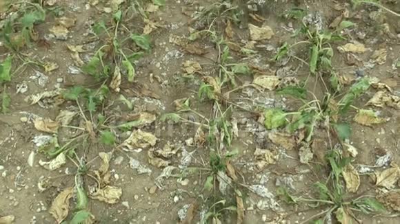 非常干旱的旱田土地上有甜菜糖普通甜菜土壤干燥气候变化环境视频的预览图
