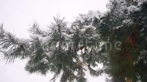 松枝与锥窝雪荡在风针叶冬林降雪的树林中视频的预览图