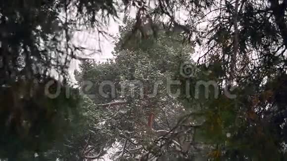 雪覆松树飞雪风摇云杉枝视频的预览图
