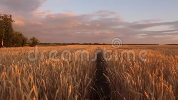 成熟的谷物在天空中收获麦穗摇动风金色光芒中田园自然的巨大黄色麦田视频的预览图