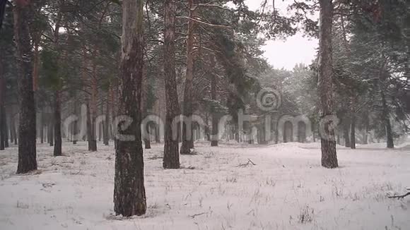 冬林降雪风波中松林树中雪视频的预览图