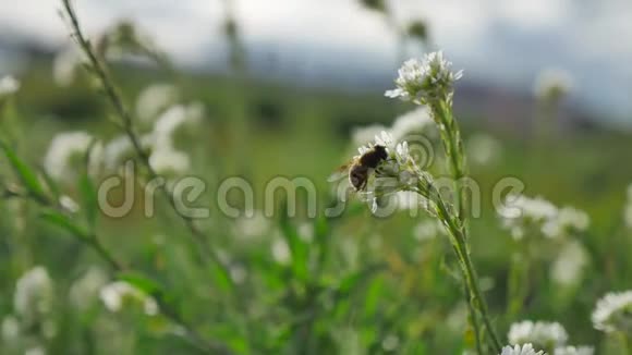 蜜蜂飞向绿色植物蜜蜂视频的预览图