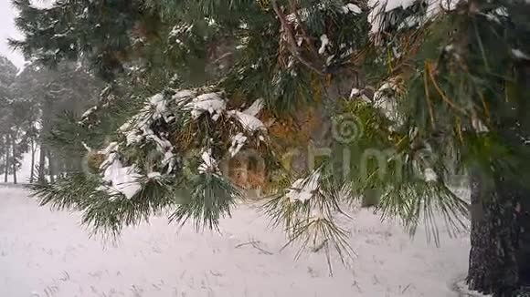 林中降雪雪落在云杉枝上困雪冬林视频的预览图