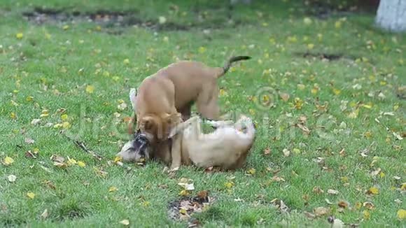 两只流浪狗在草地上公园玩耍视频的预览图