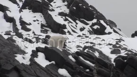 白色的海熊在一个荒凉的冰原的斯皮茨伯根雪视频的预览图