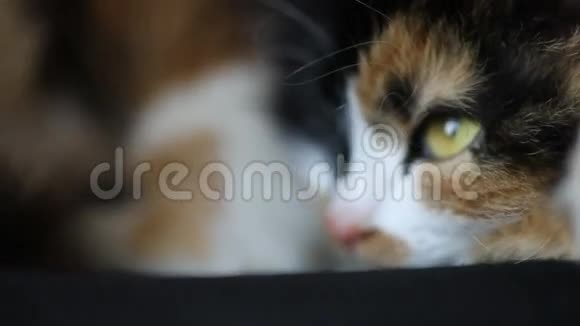 靠近猫脸冷静和放松棕色的眼睛视频的预览图