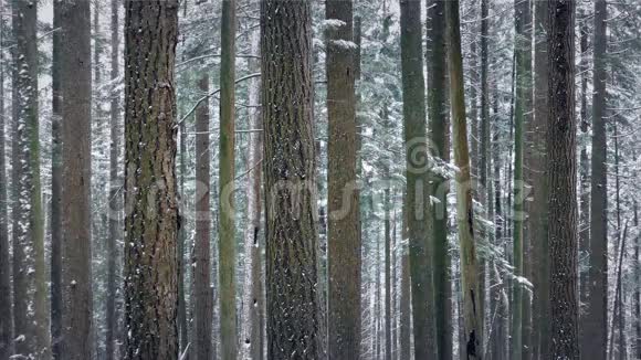 冬天的森林大雪纷飞视频的预览图