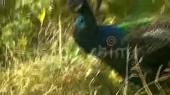 异国花园里的孔雀视频的预览图