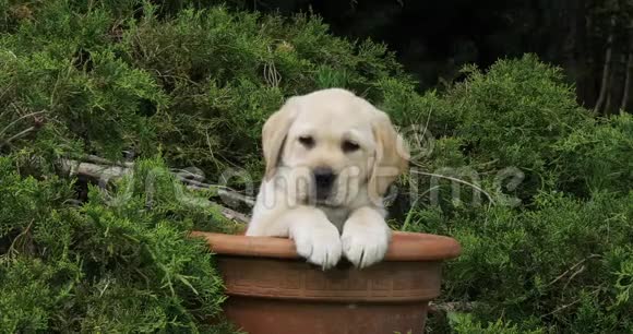 黄色拉布拉多猎犬小狗在花盆里玩耍诺曼底慢动作视频的预览图
