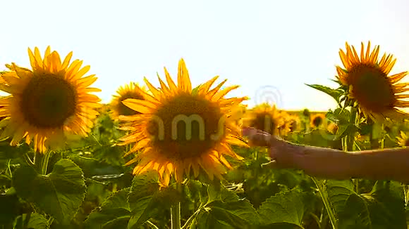 女孩的手抚摸着向日葵的花瓣家庭度假的大自然视频的预览图