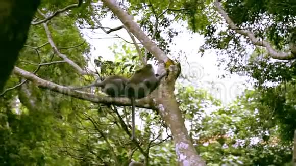 猴子在树上互相痒痒视频的预览图