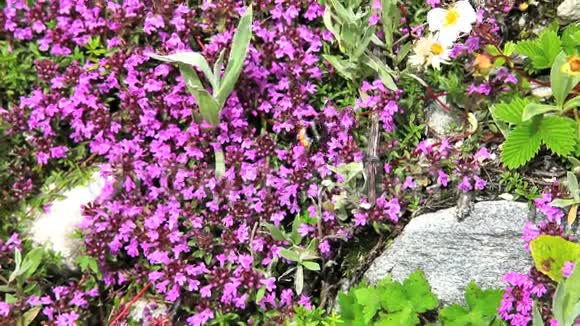 喜马拉雅山山脉的蜜蜂和花视频的预览图