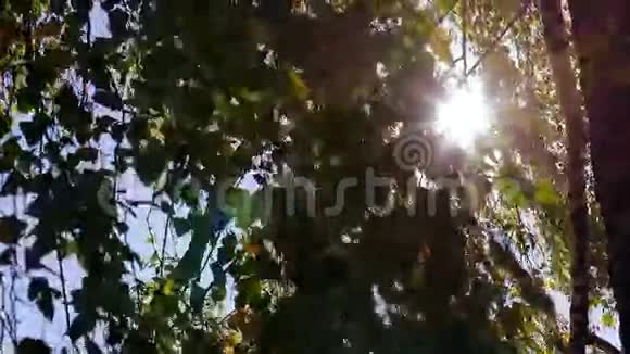桦树的叶子视频的预览图