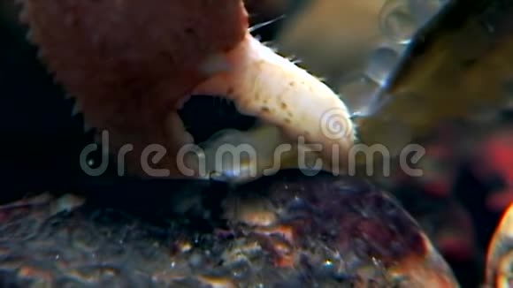 在海底寻找食物的癌症隐士在白海海底吃鱼子酱视频的预览图