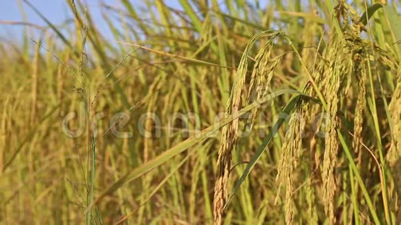 茉莉花水稻在农场种植视频的预览图