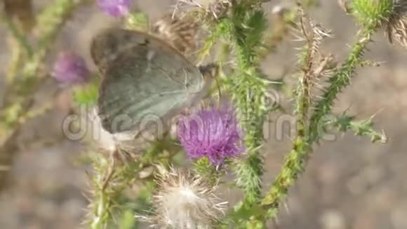 紫色花朵上美丽的蝴蝶视频的预览图