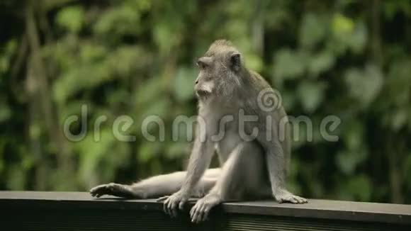 一只猴子抬起头用脚痒痒的肖像圣猴森林保护区视频的预览图