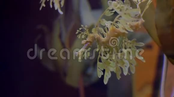 黄莱菲海龙海马短4K视频的预览图