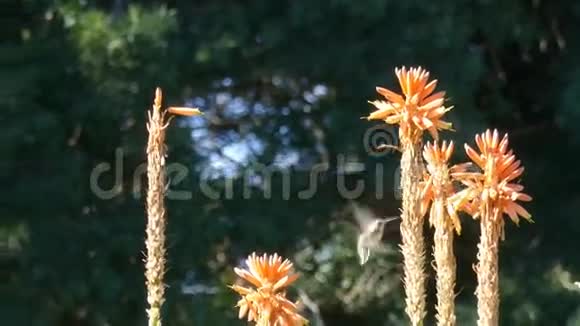 华丽的蜂鸟和橙色的花视频的预览图