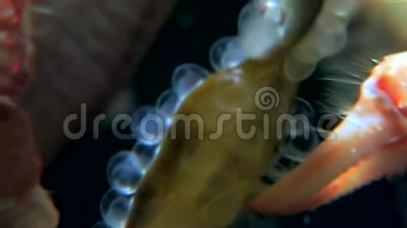 在海底寻找食物的癌症隐士在白海海底吃鱼子酱视频的预览图