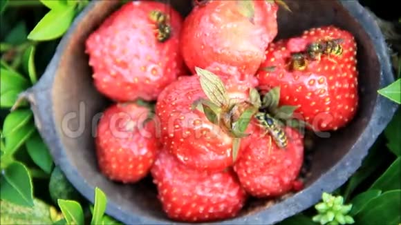 吃草莓的黄蜂视频的预览图