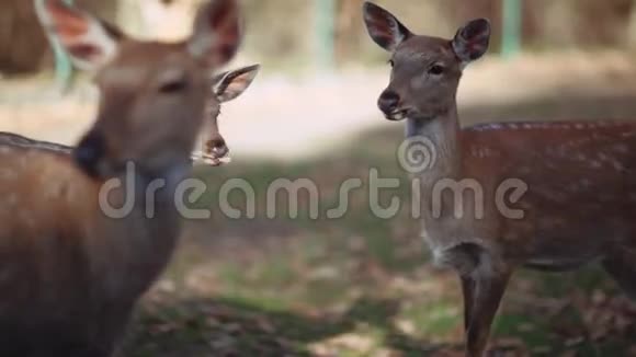 在保留区从死里逃生的小鹿神奇的野生动物视频的预览图