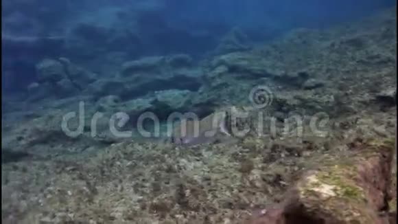 美拉扁鳍鲷视频的预览图