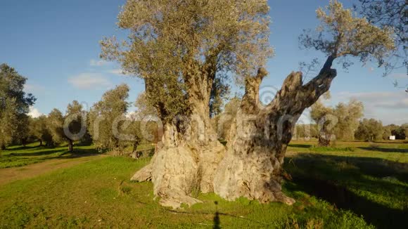 橄榄树女王几个世纪前的树由理查德莱昂哈特国王种植冬季景观在旧花园中在保护之下视频的预览图