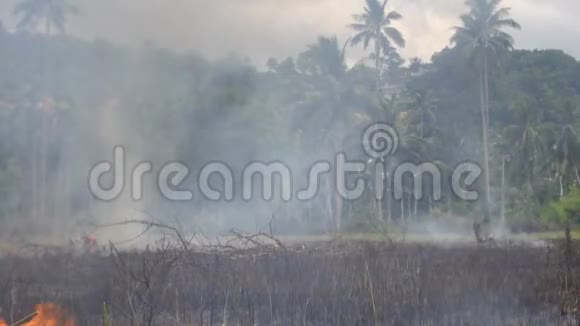 热带国家的火灾视频的预览图