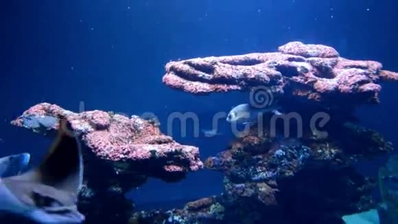 海底生活视频的预览图