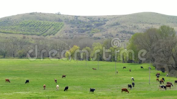 牛在山上的田野上吃草视频的预览图